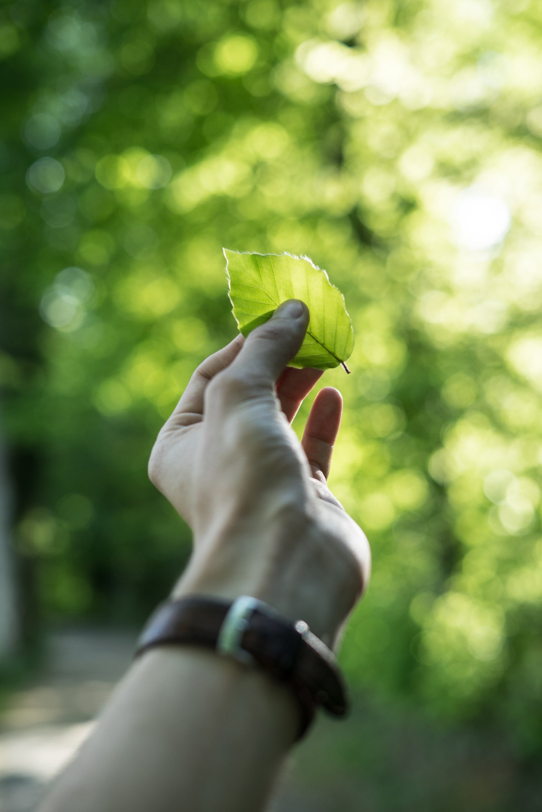 Person holding a leaf up to the sun